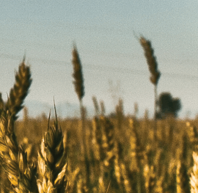 wheat