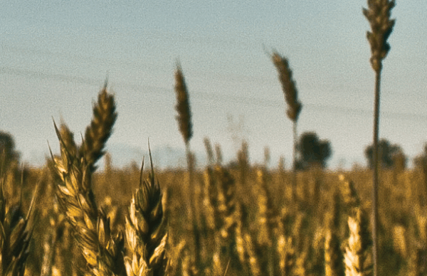 wheat